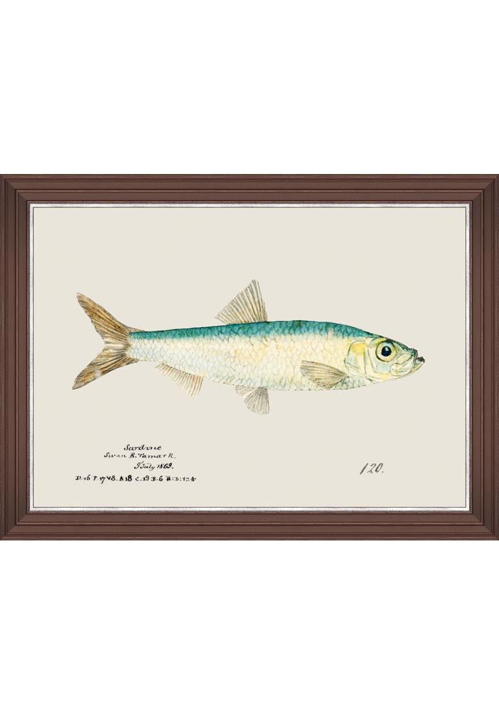 MEDITERRANEAN FISH SARDINE FRAMED ART BY MINDTHEGAP